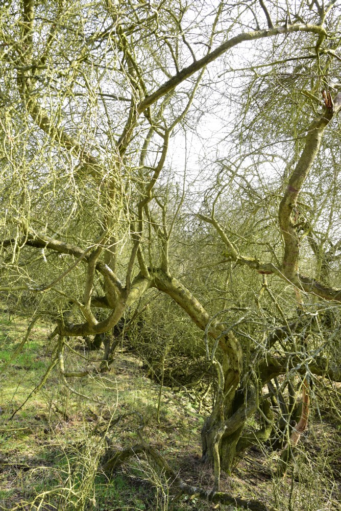 Prunus spinosa - Waldsieversdorf - 2016