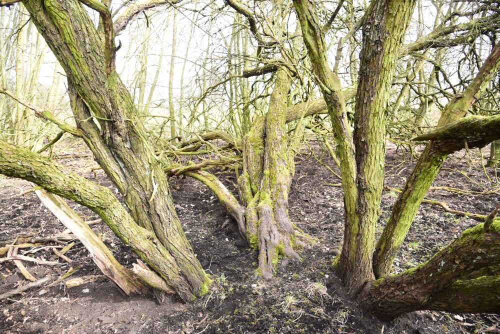 Rhamnus cathartica - Waldsieversdorf - 2016