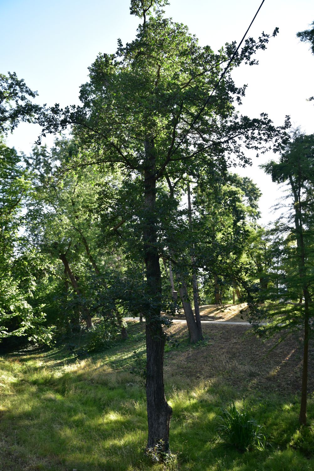 macranthera Quercus
