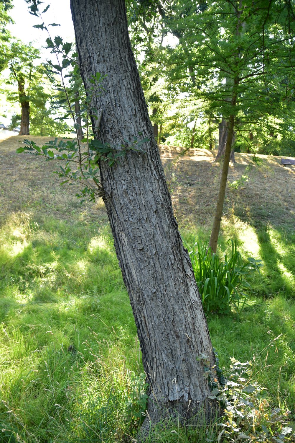 Persische Eiche - Lutherstadt Wittenberg - Wallanlagen - 2018