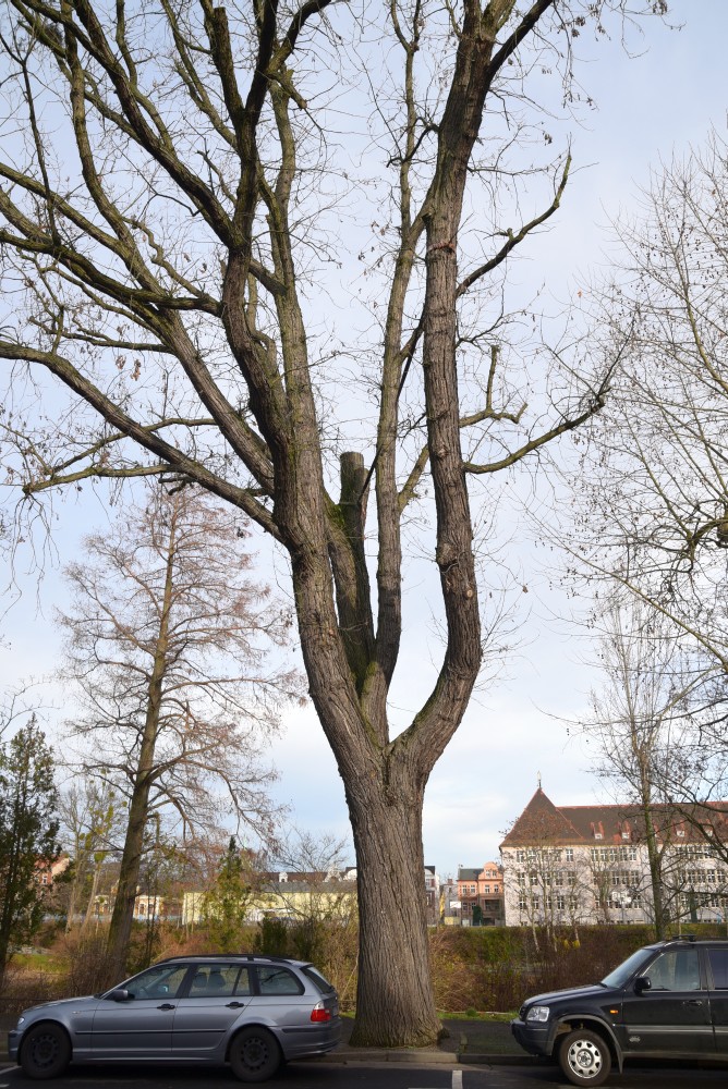 Quercus alba - Lutherstadt Wittenberg - 2015