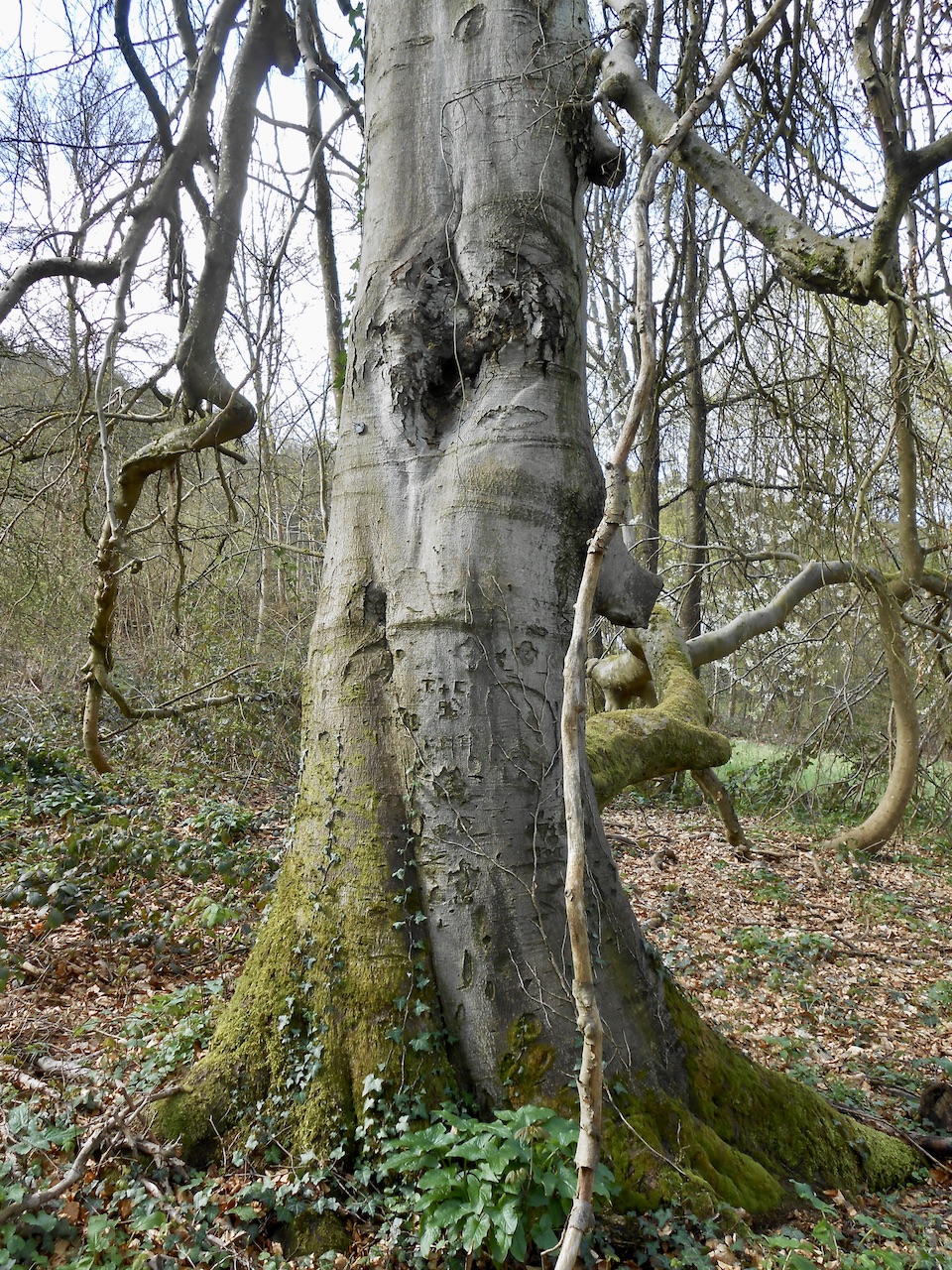 Fagus sylvatica 'Pendula' - Mettlach - April 2022