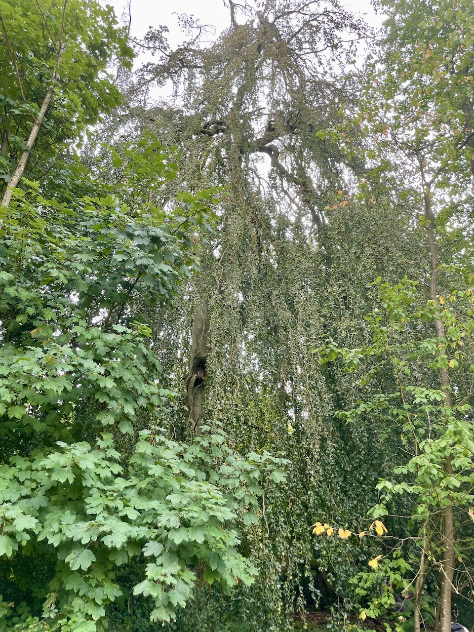 Fagus sylvatica 'Pendula' - Mettlach - Juli 2023