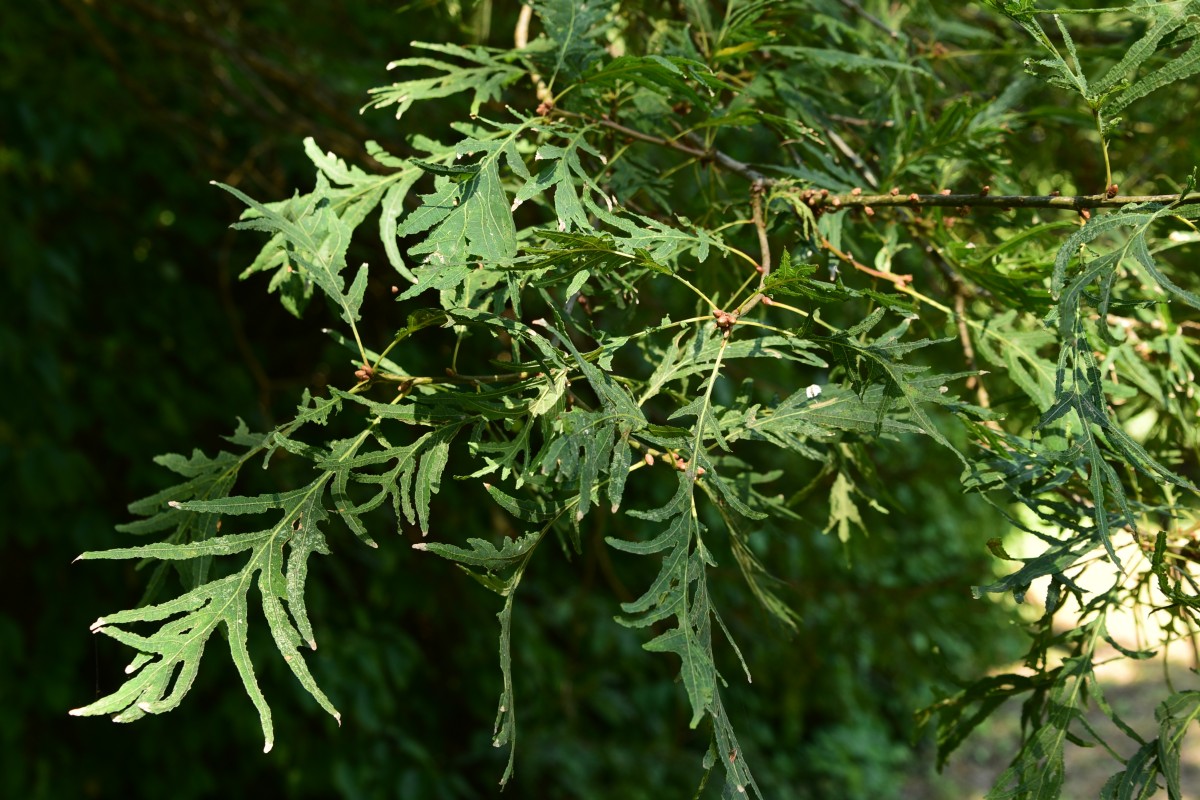 Quercus robur 'Filicifolia' - Harbke - August 2015