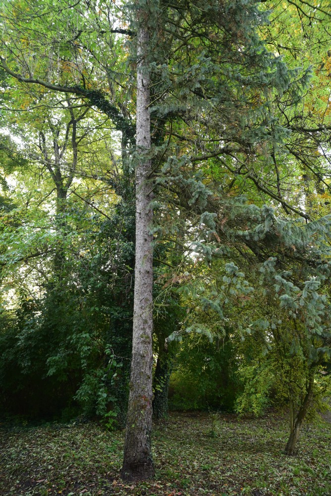 engelmannii Picea subsp. engelmannii