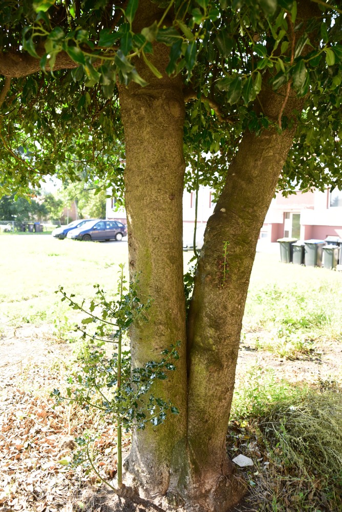 Ilex aquifolium - Harbke - August 2015