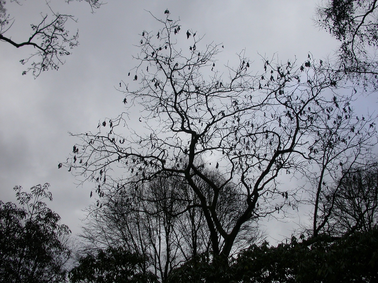 Gleditsia japonica - Frankfurt - Oktober 2023
