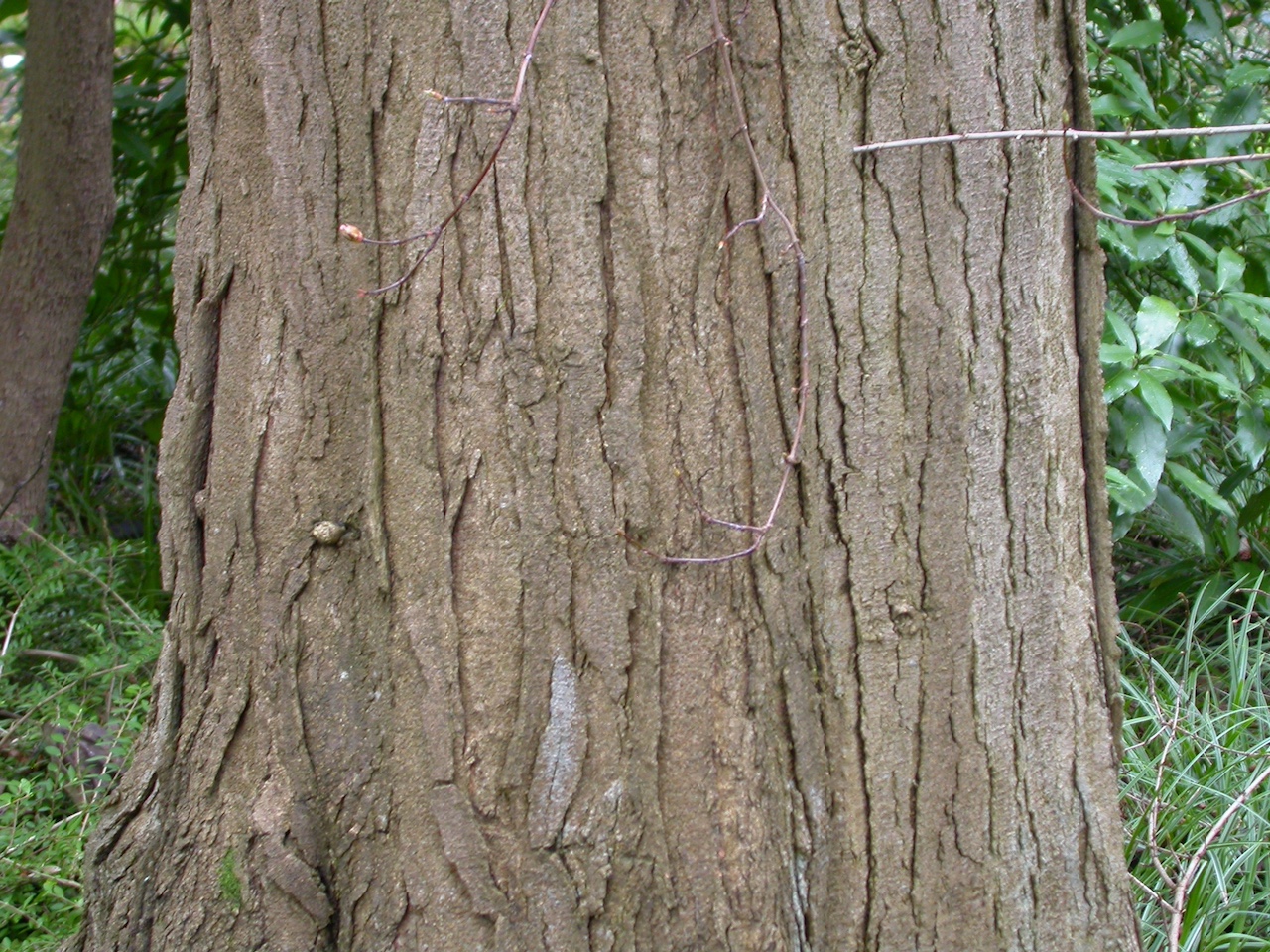 Gleditsia japonica - Frankfurt - Oktober 2023