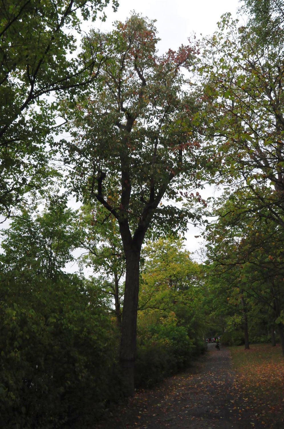 americana Tilia