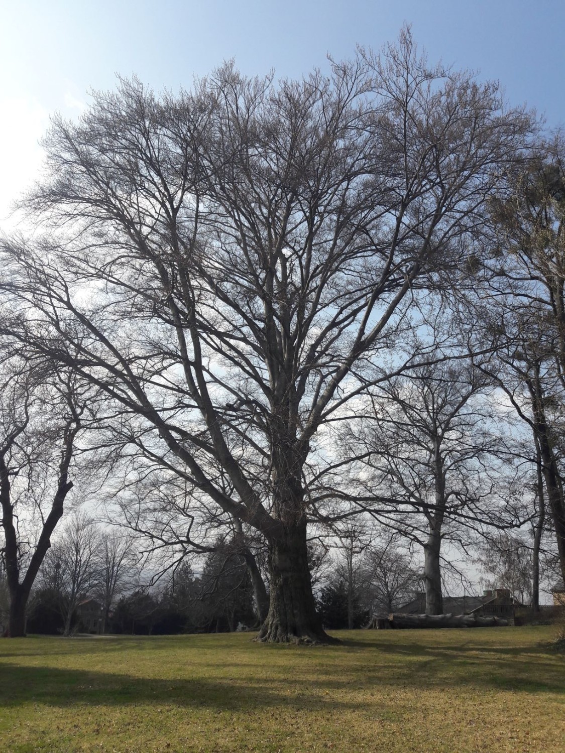 Atropurpurea-Gruppe Fagus sylvatica