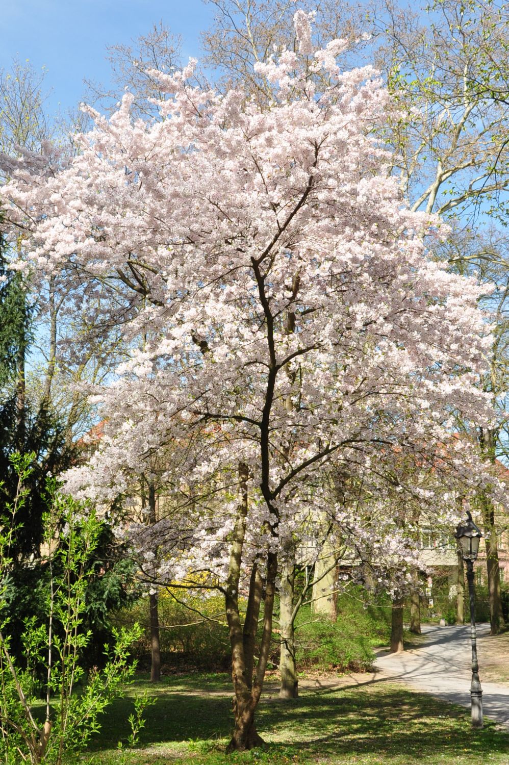 × yedoensis Prunus