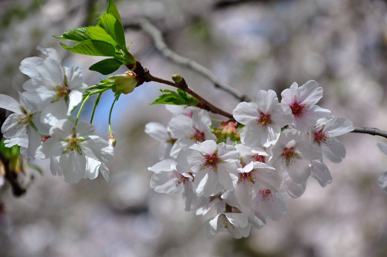 Prunus x yedoensis - Würzburg, Ringpark - 2016