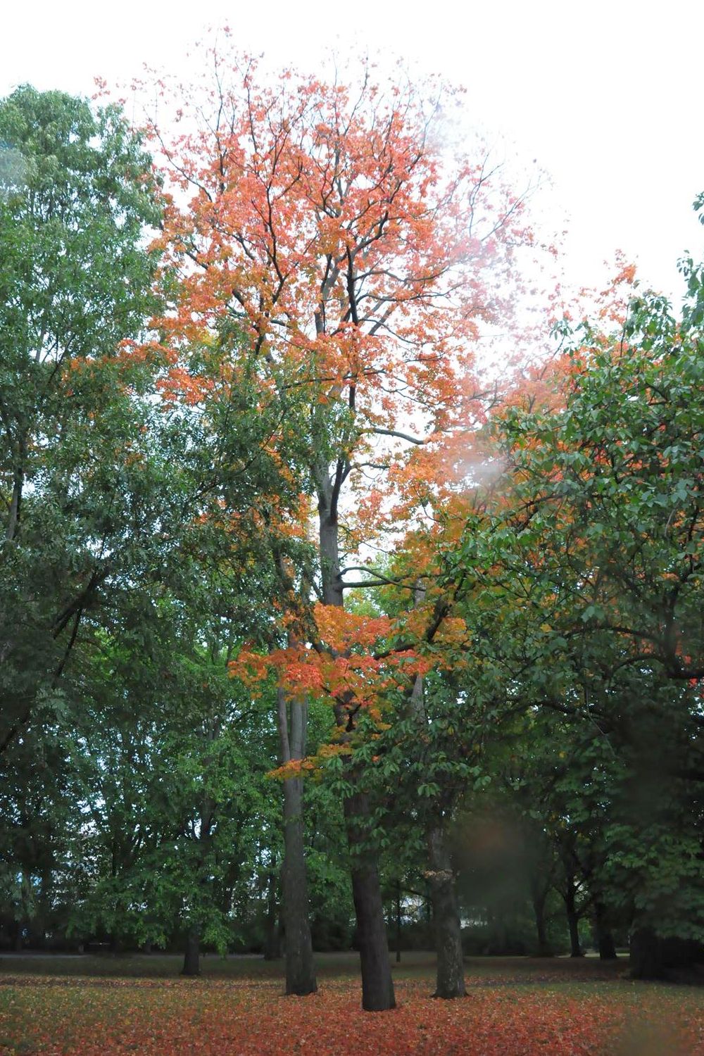 Acer saccharum