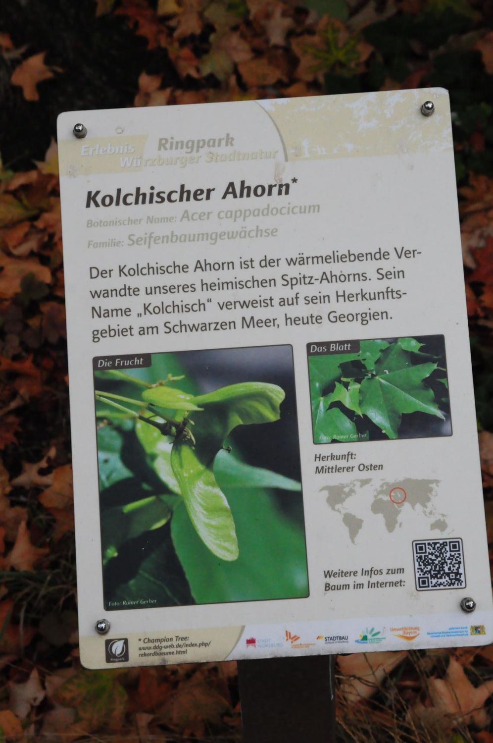 Kolchischer Ahorn - Würzburg, Klein Nizza - 2019