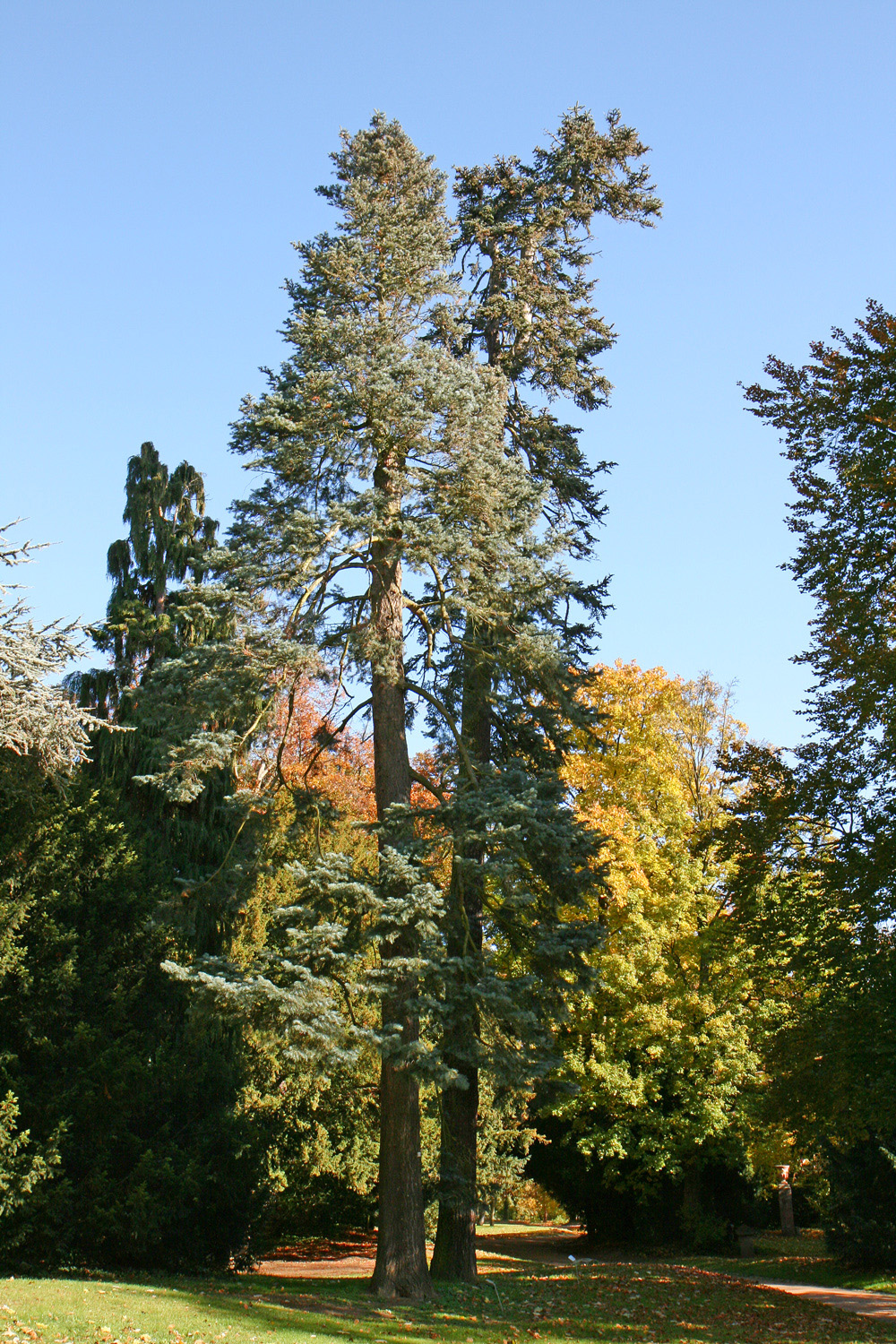 Abies procera