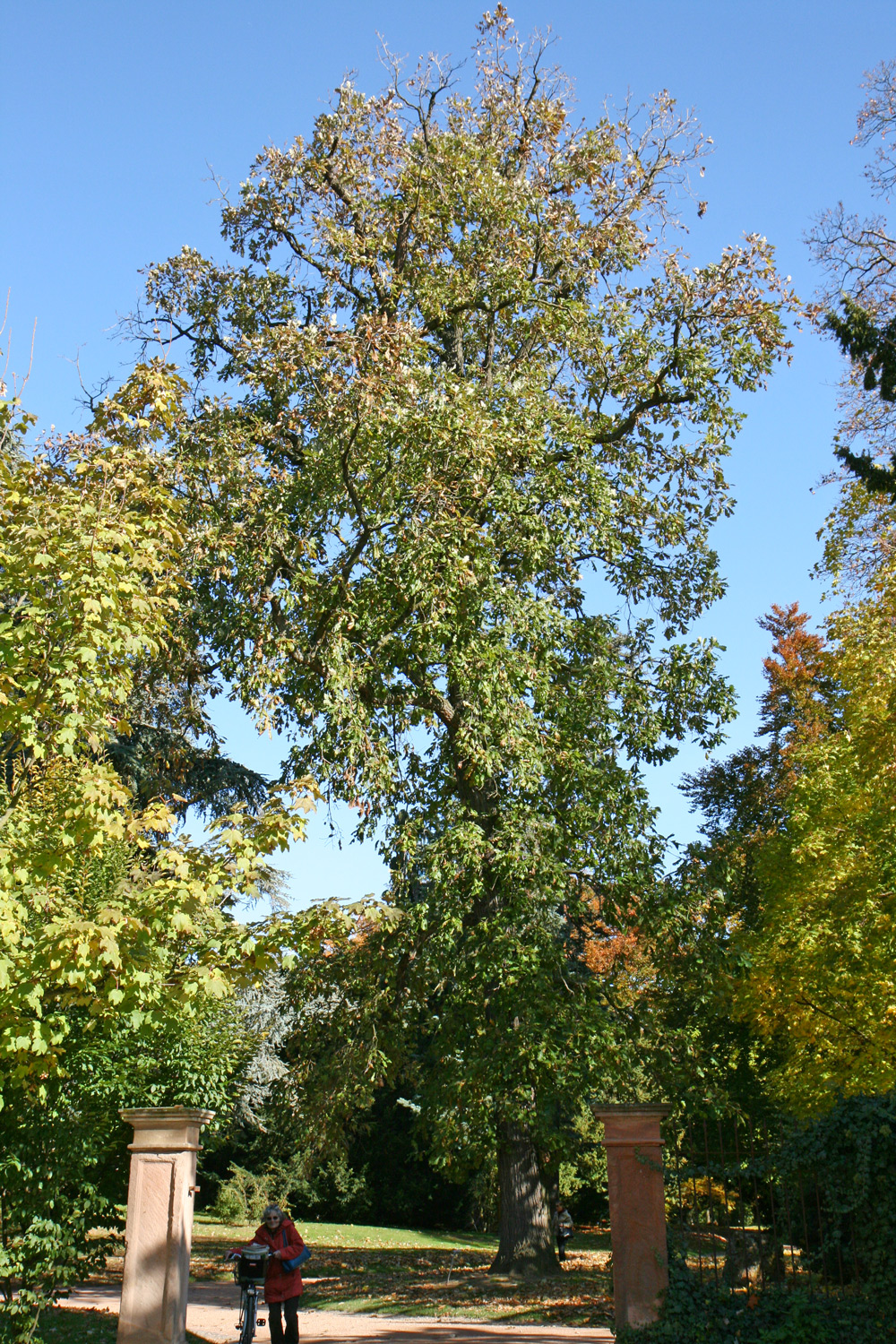 macrocarpa Quercus