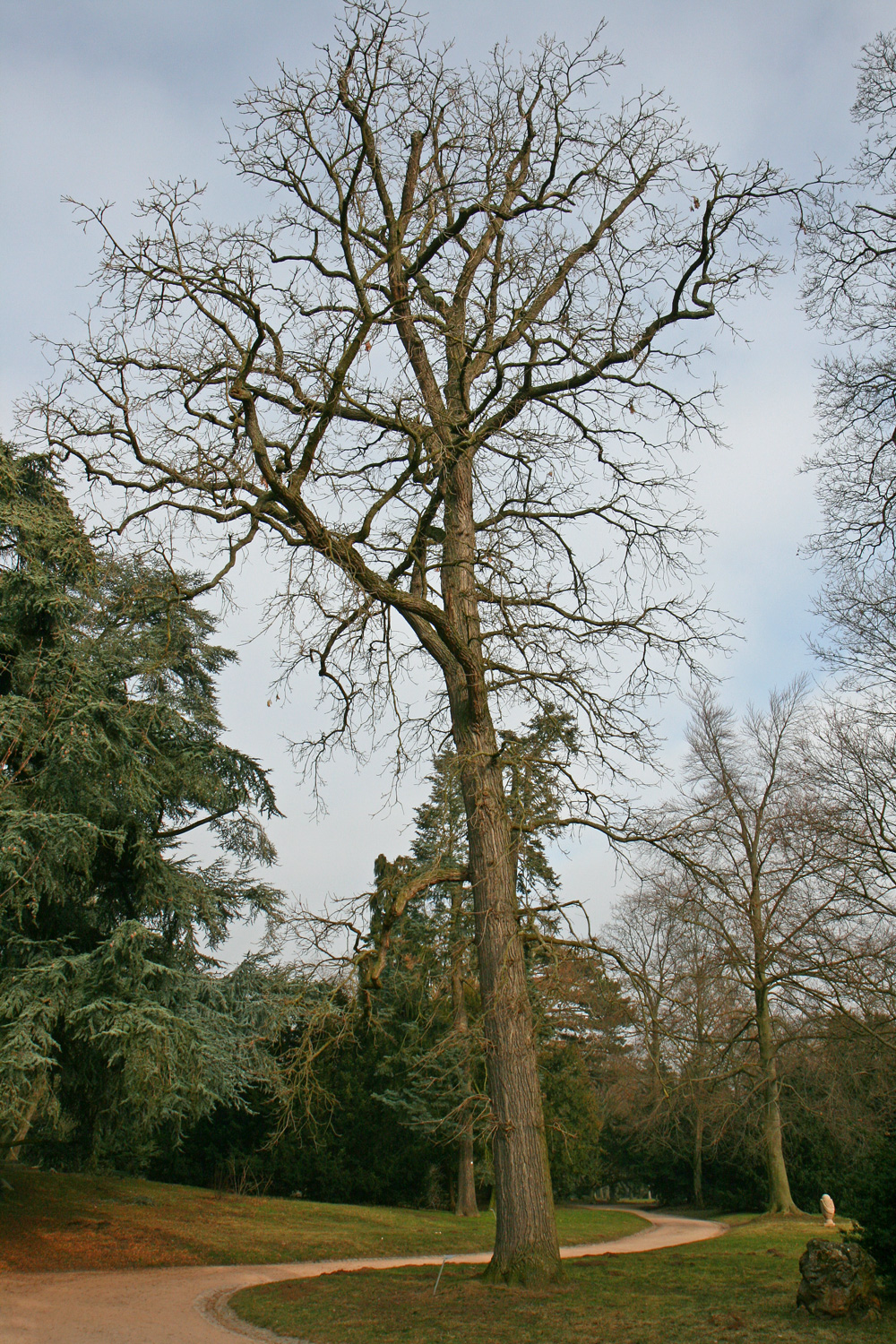 Quercus macrocarpa - Kirchheimbolanden - Feb. 2011