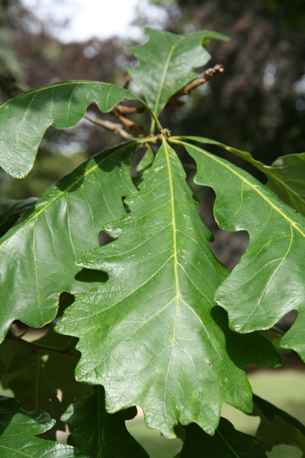 Quercus macrocarpa - Kirchheimbolanden - Juni 2011
