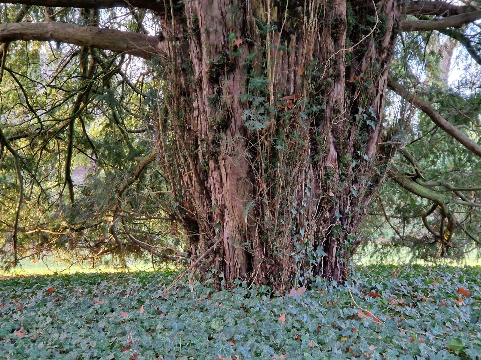 Taxus baccata - Thedinghausen - 2022