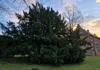 Taxus baccata - Thedinghausen - 2022