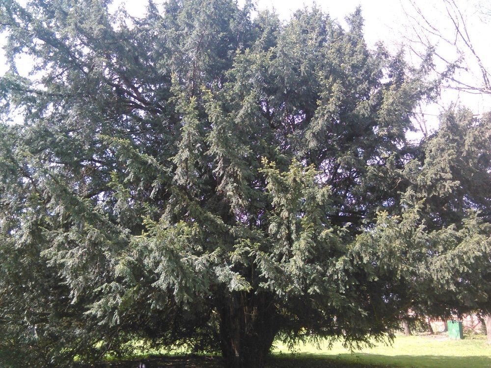baccata Taxus