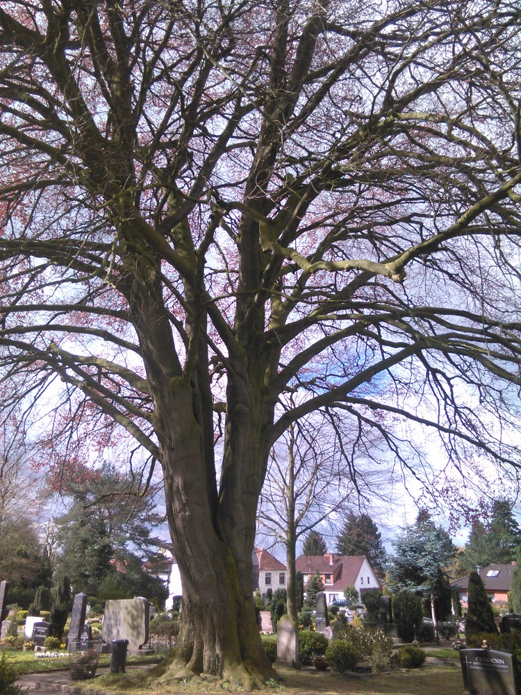 Fagus sylvatica Atropurpurea-Gruppe - Achim - 2016