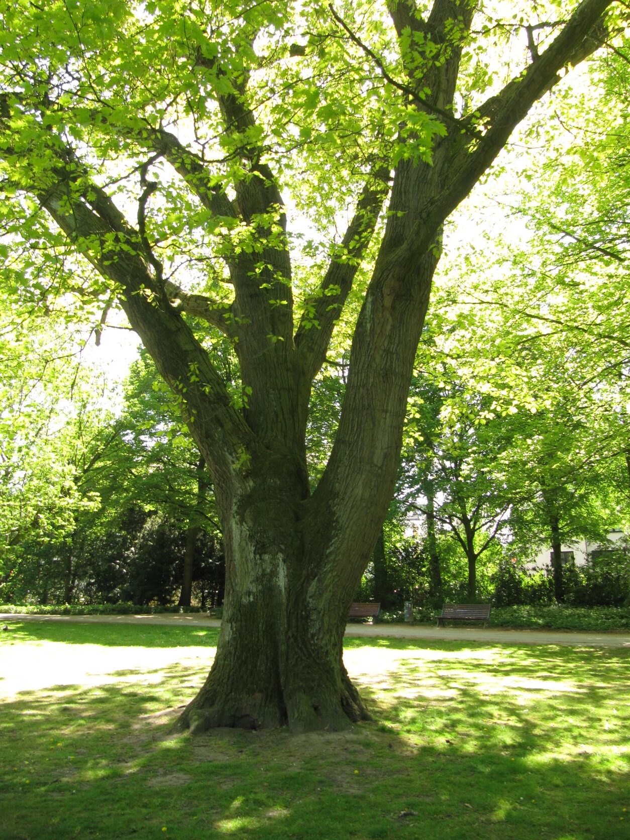 Quercus rubra