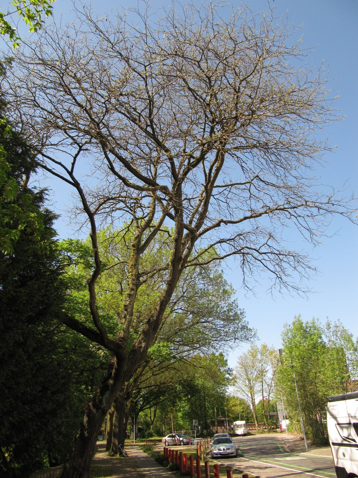 Gleditsia triacanthos