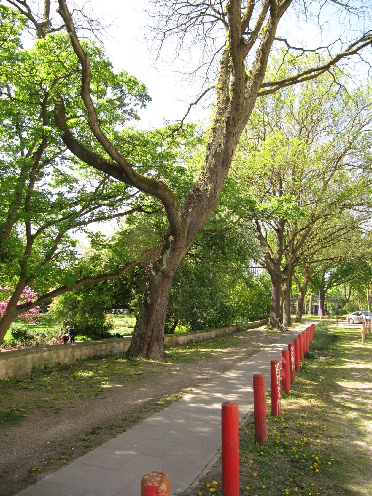Gleditsia triacanthos - Bremen Neustadt - Mai 2022