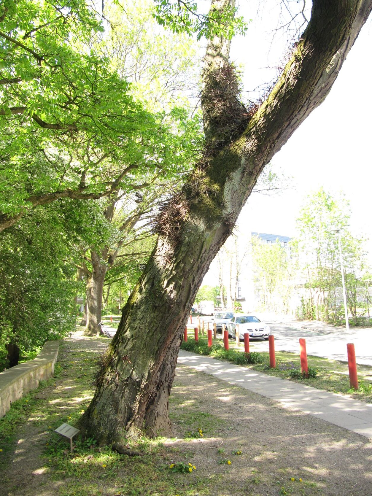 Gleditsia triacanthos - Bremen Neustadt - Mai 2022