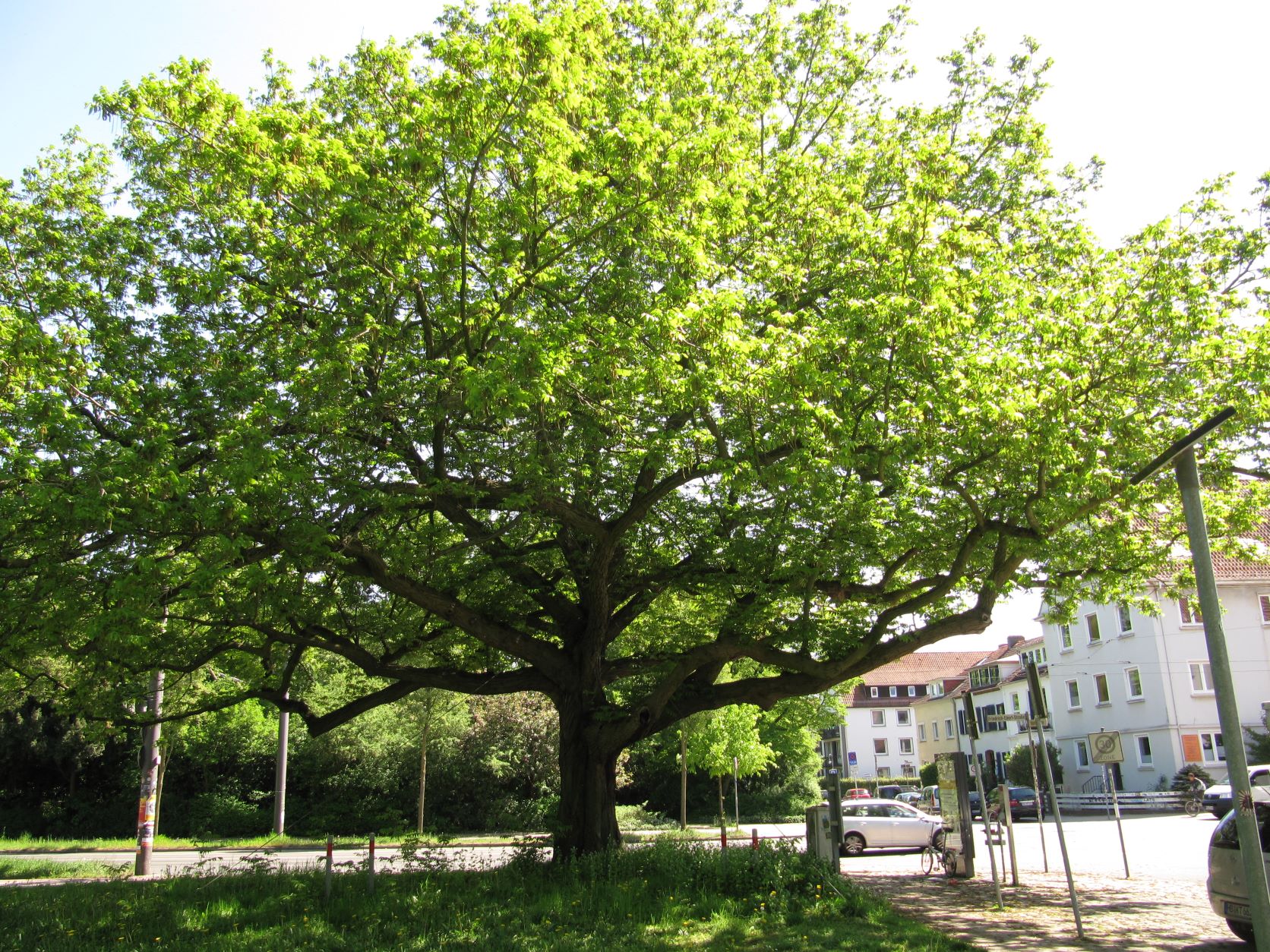 fraxinifolia Pterocarya