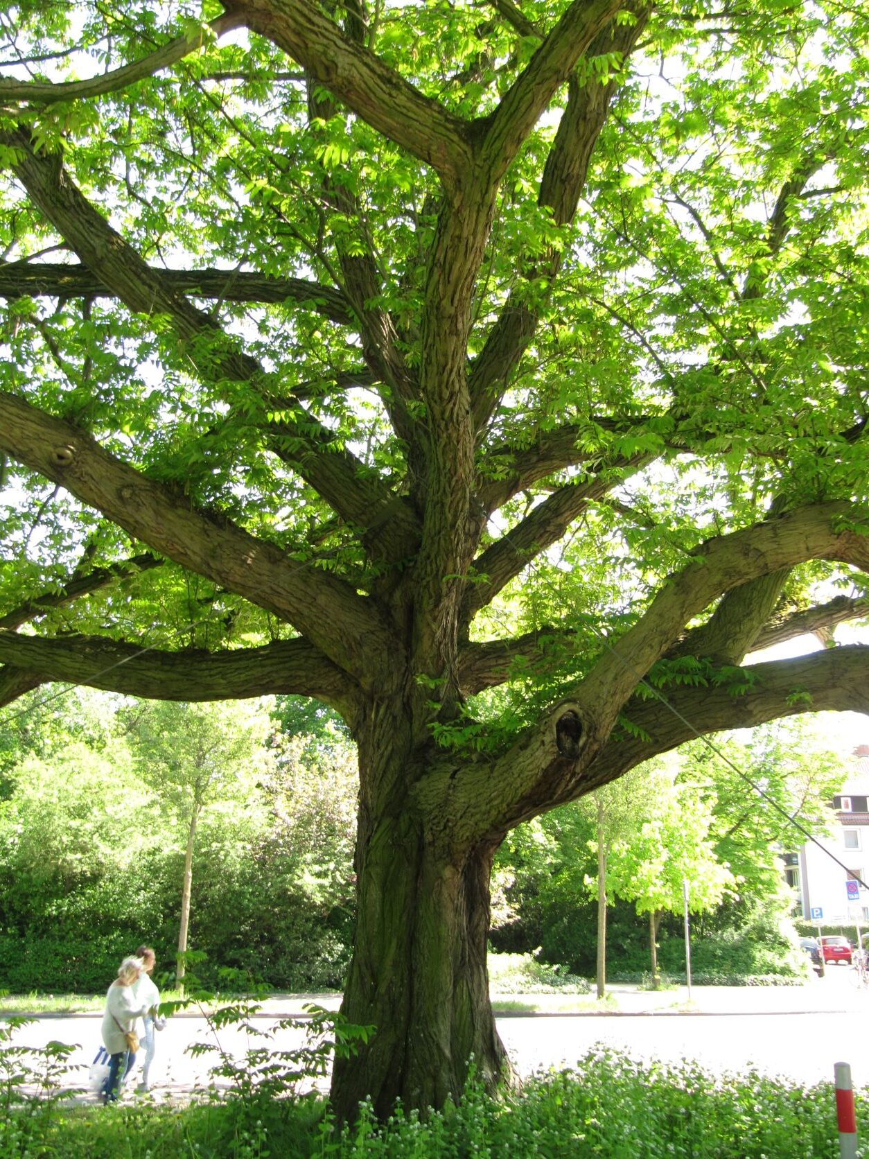 Pterocarya fraxinifolia - Bremen Neustadt - Mai 2022