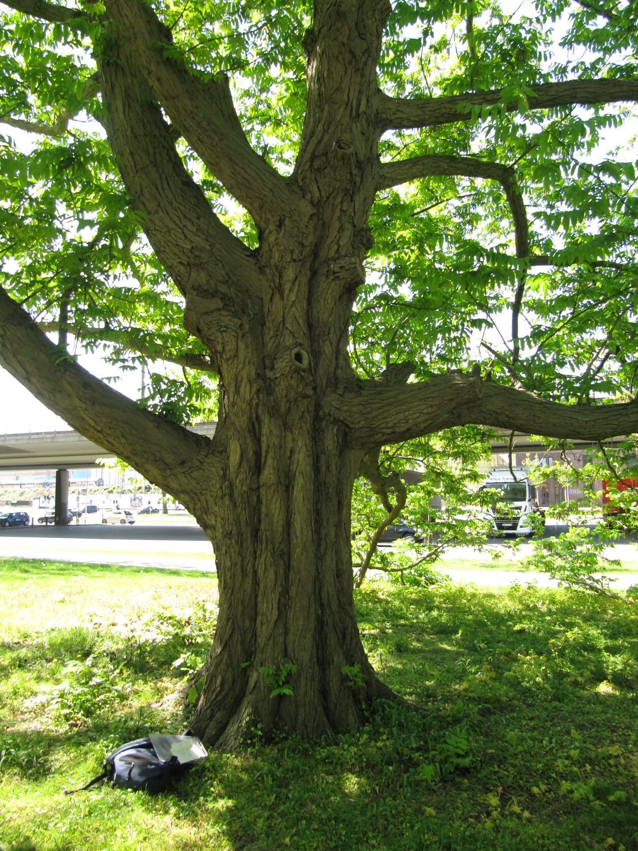 Pterocarya fraxinifolia - Bremen Neustadt - Mai 2022