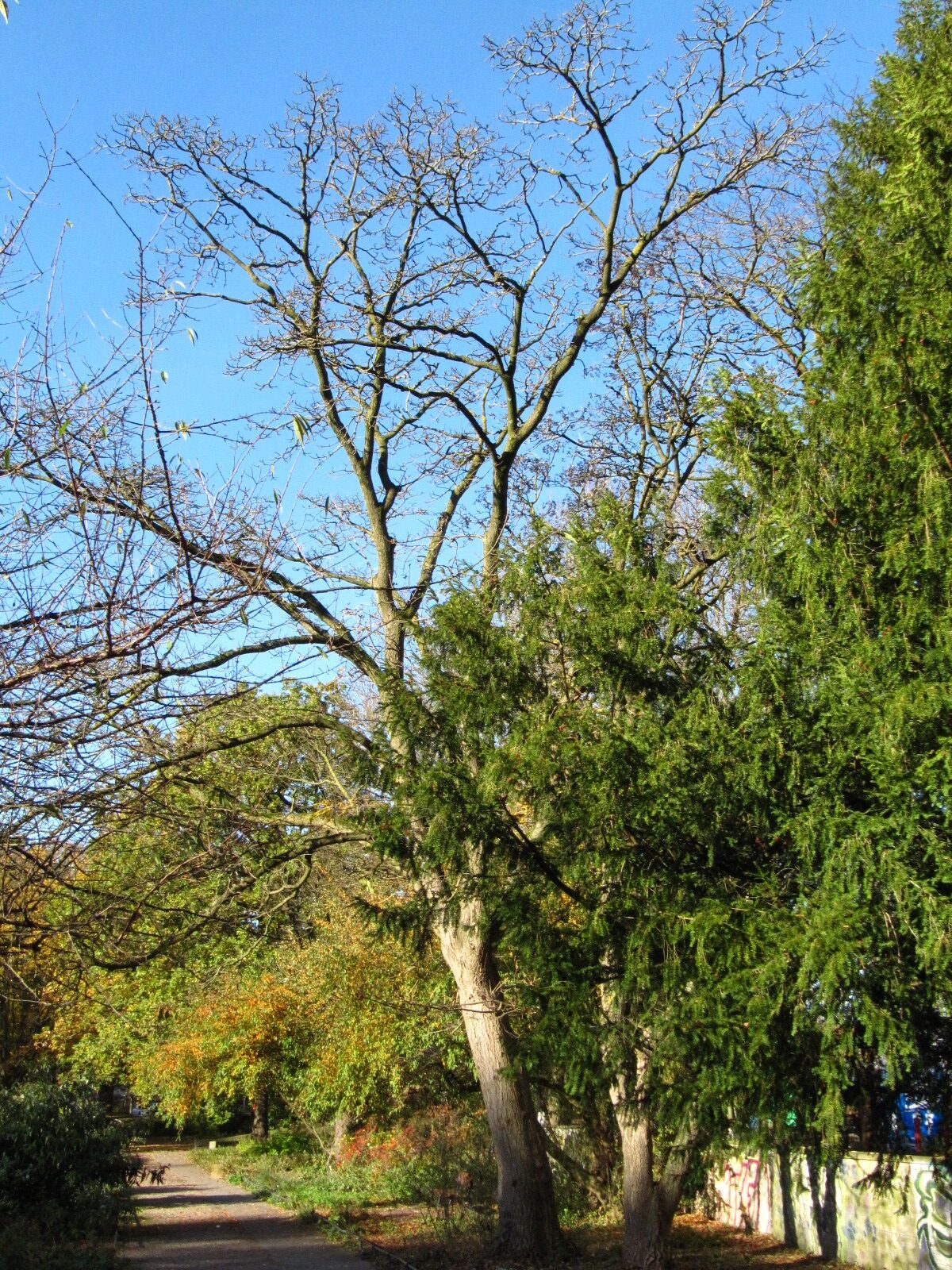 amurense Phellodendron