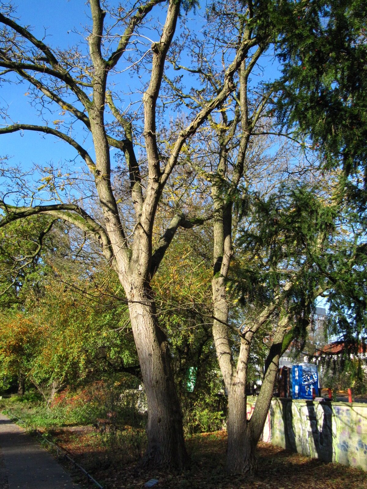 Phellodendron amurense - Bremen-Neustadt - Nov. 2024