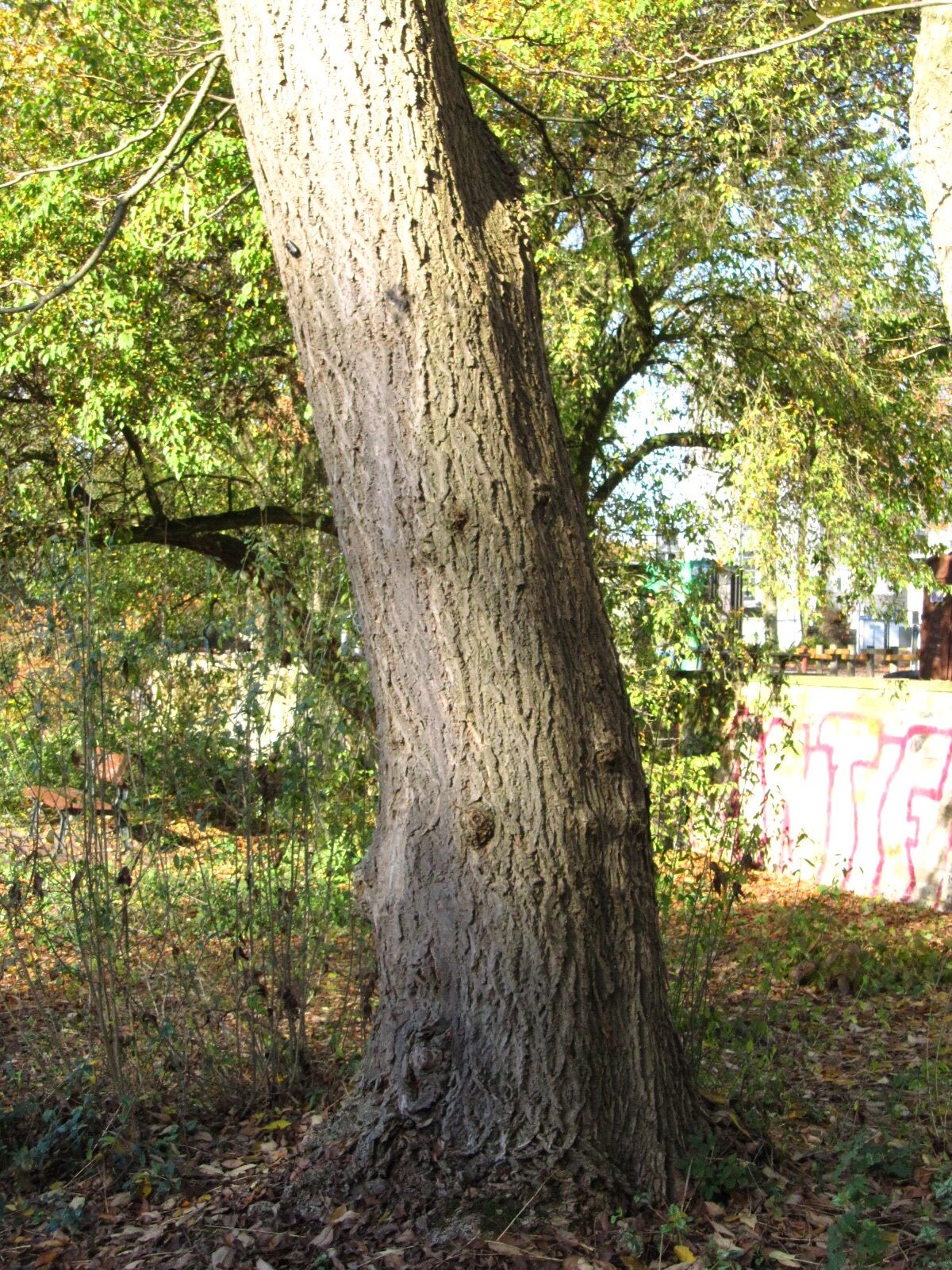 Phellodendron amurense - Bremen-Neustadt - Nov. 2024