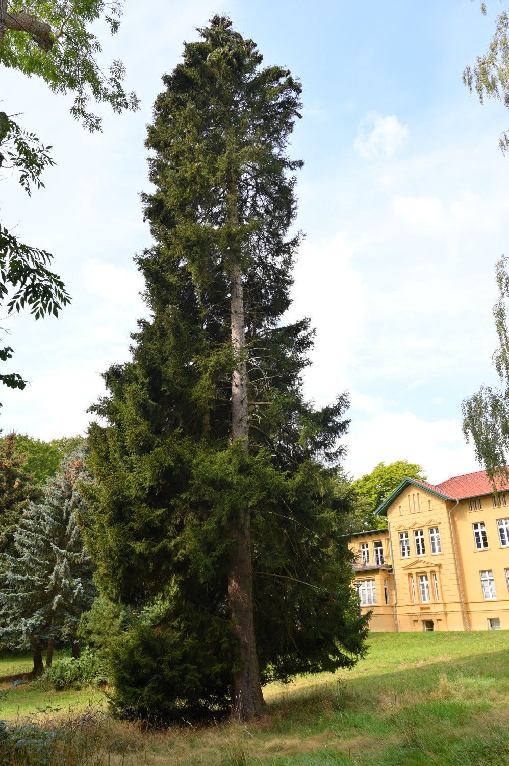 Picea orientalis - Klinikpark Gehlsdorf - 2022