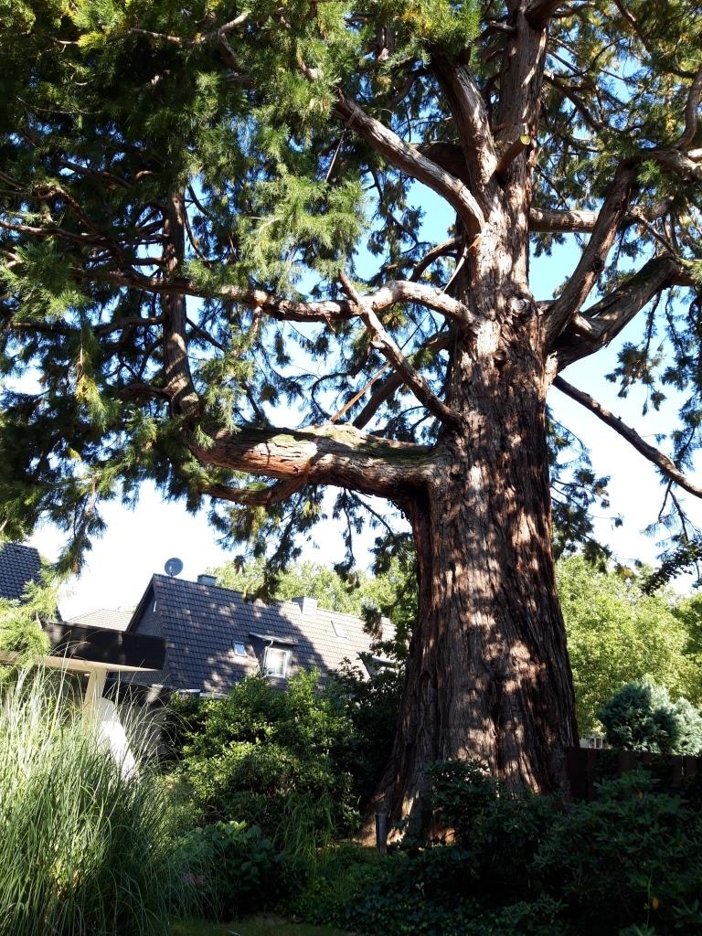Sequoiadendron giganteum - Kaldenkirchen - 2021