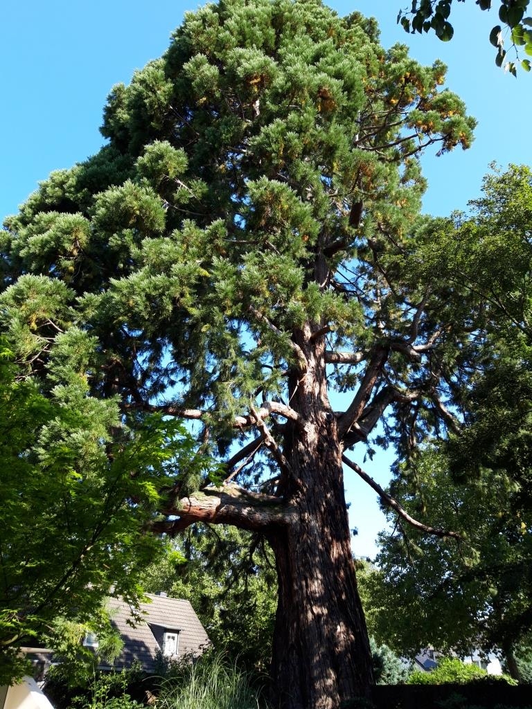 Sequoiadendron giganteum - Kaldenkirchen - 2021
