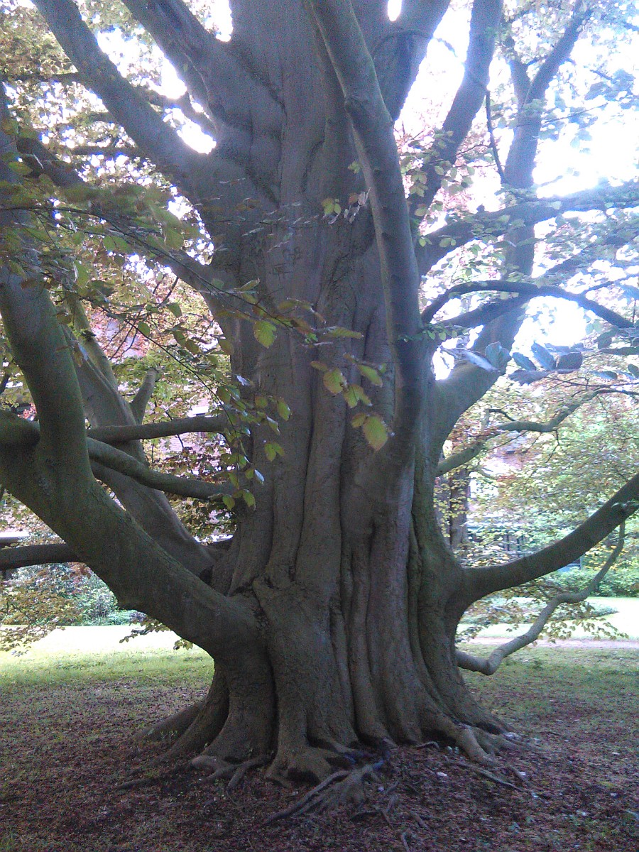 Fagus sylvatica Atropurpurea-Gruppe - Bremen Oberneuland - Mai 2015