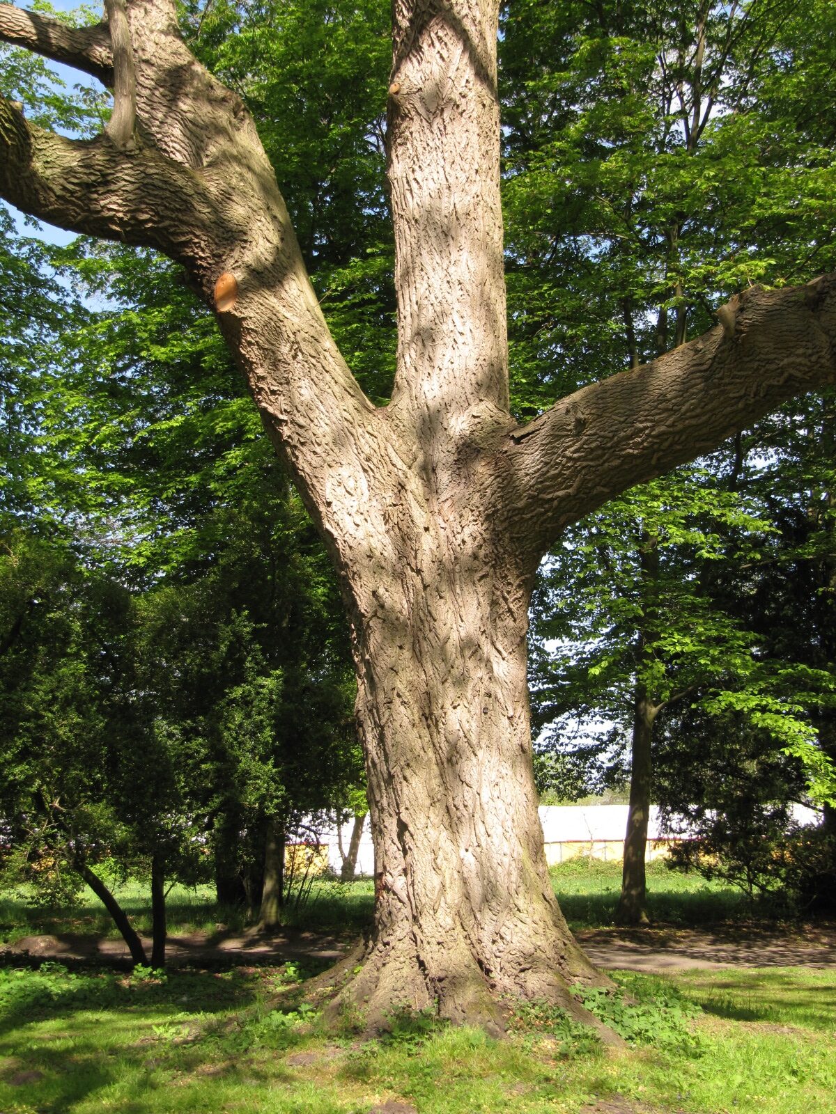 Juglans cinerea - Bremen-Oberneuland -