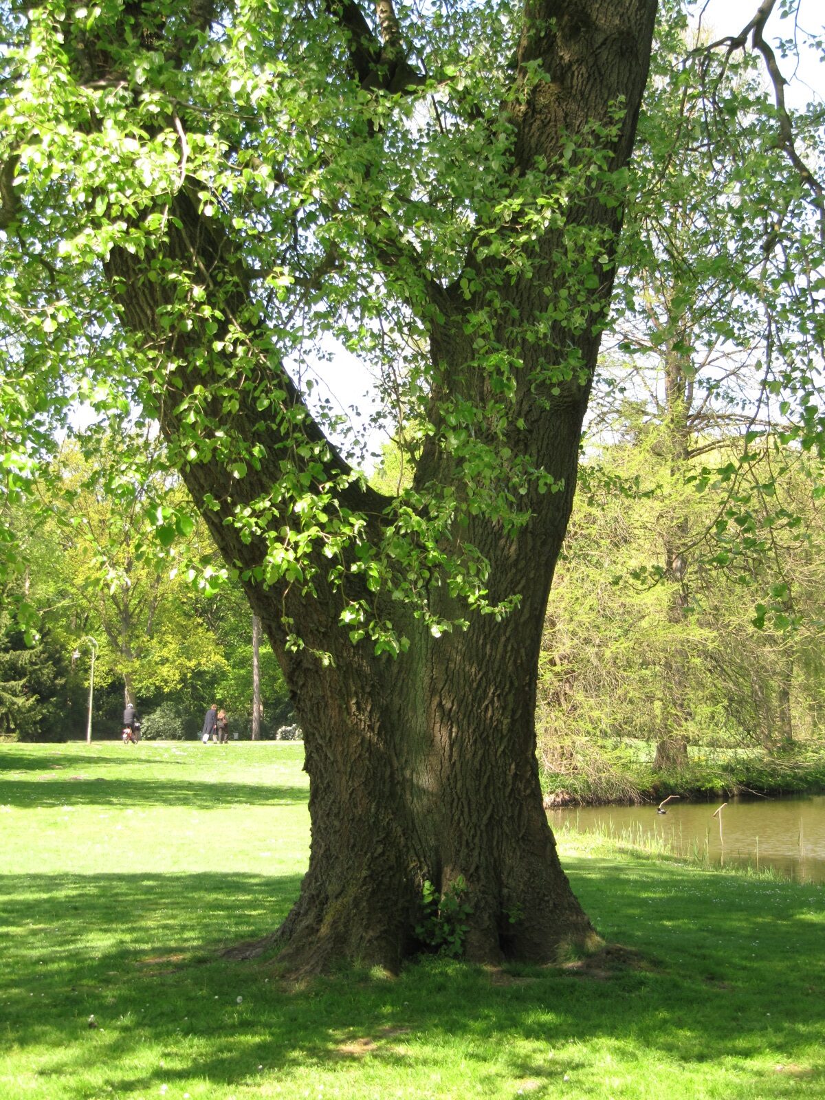 Populus × canescens - Bremen-Schwachhausen - Mai 2022