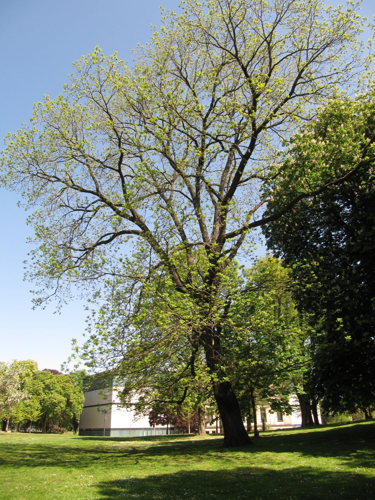 Juglans nigra
