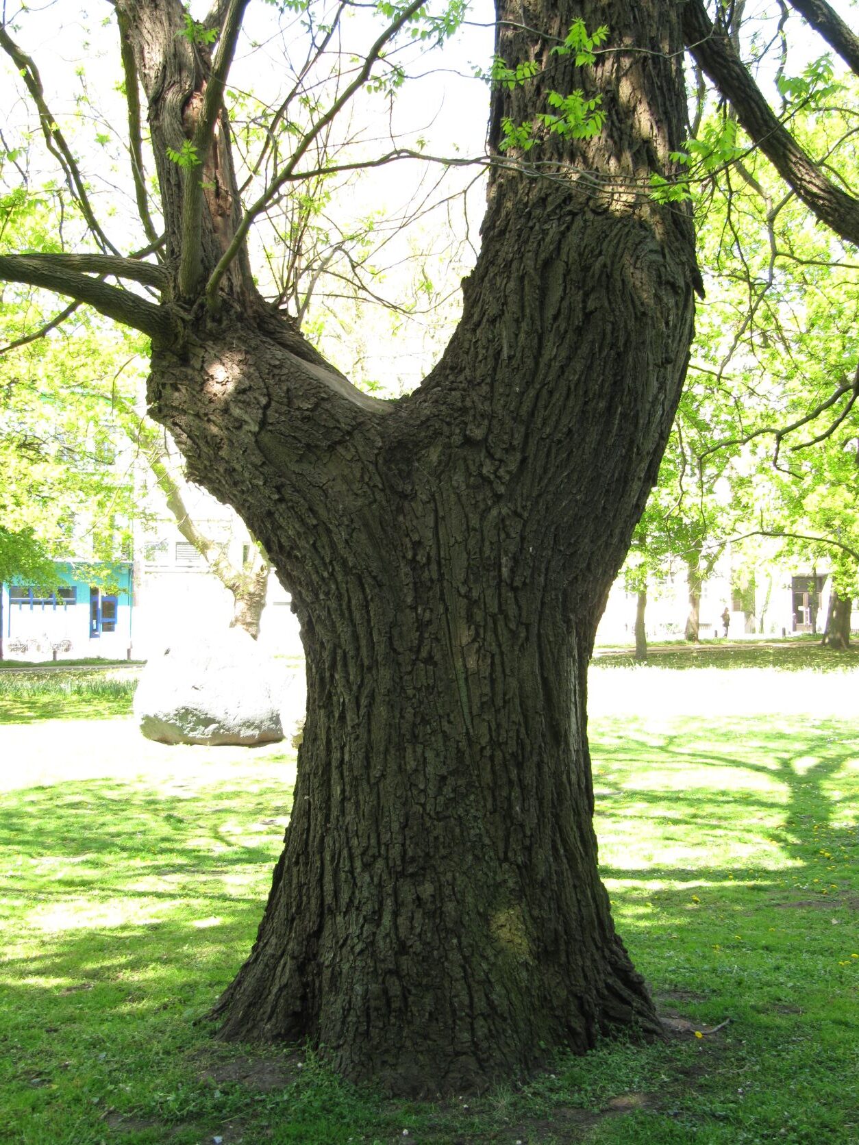 Juglans nigra - Wallanlagen Bremen - Mai 2022