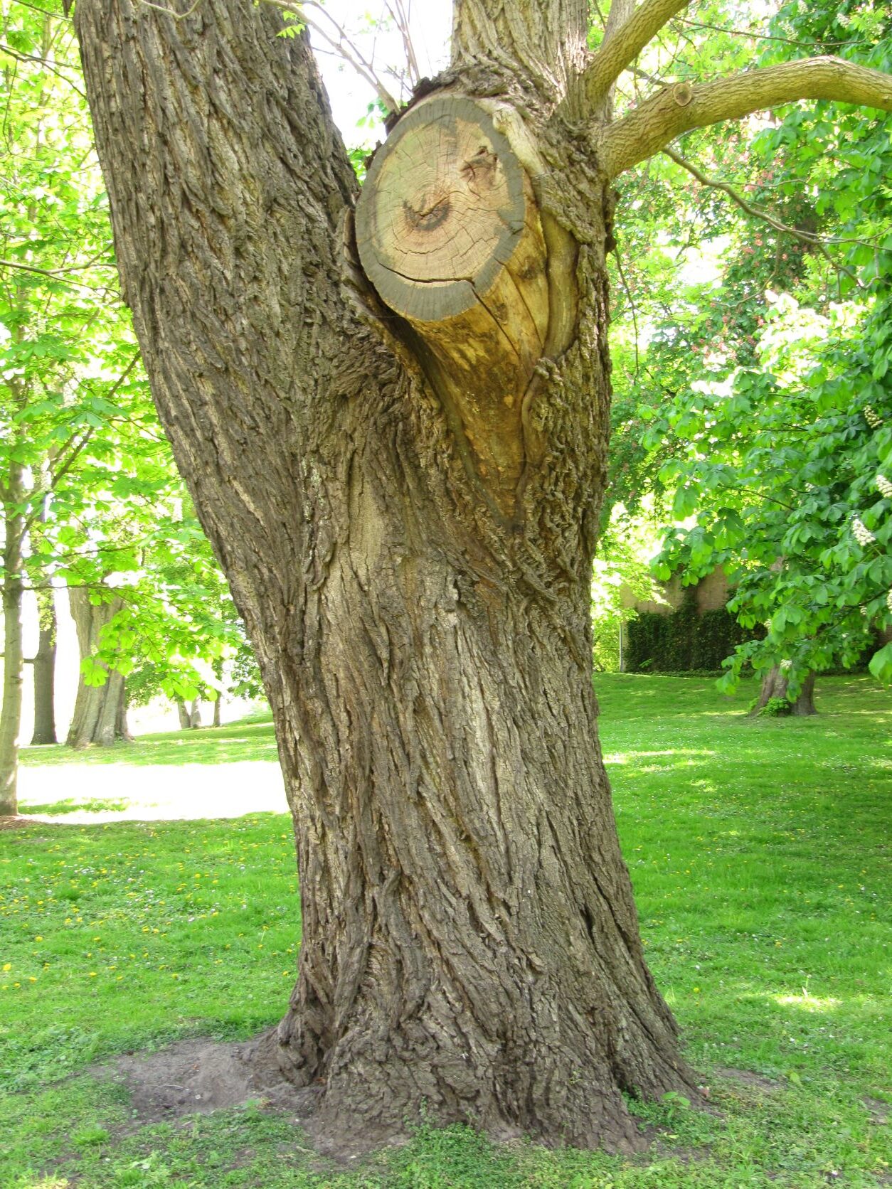Juglans nigra - Wallanlagen Bremen - Mai 2022