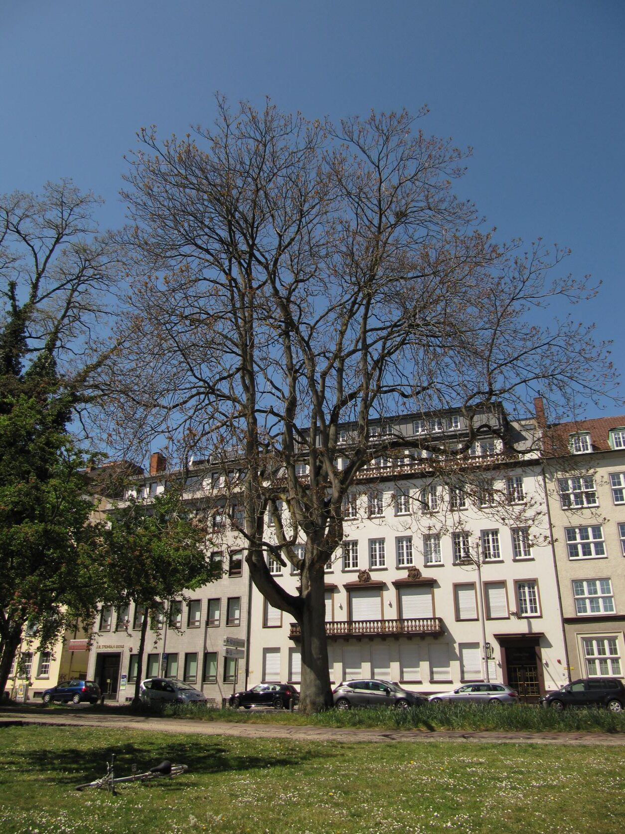 Ailanthus altissima