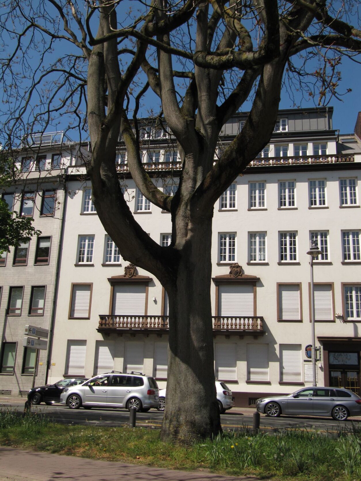 Ailanthus altissima - Wallanlagen Bremen - Mai 2022