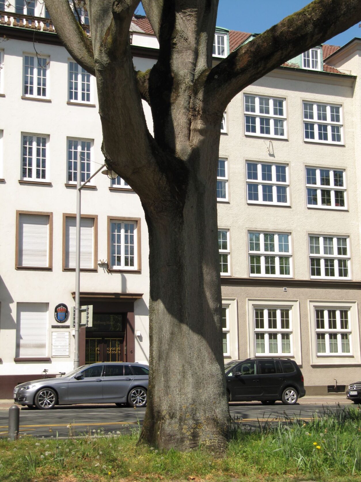 Ailanthus altissima - Wallanlagen Bremen - Mai 2022
