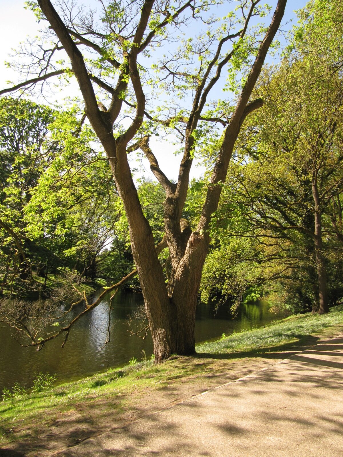 amurense Phellodendron