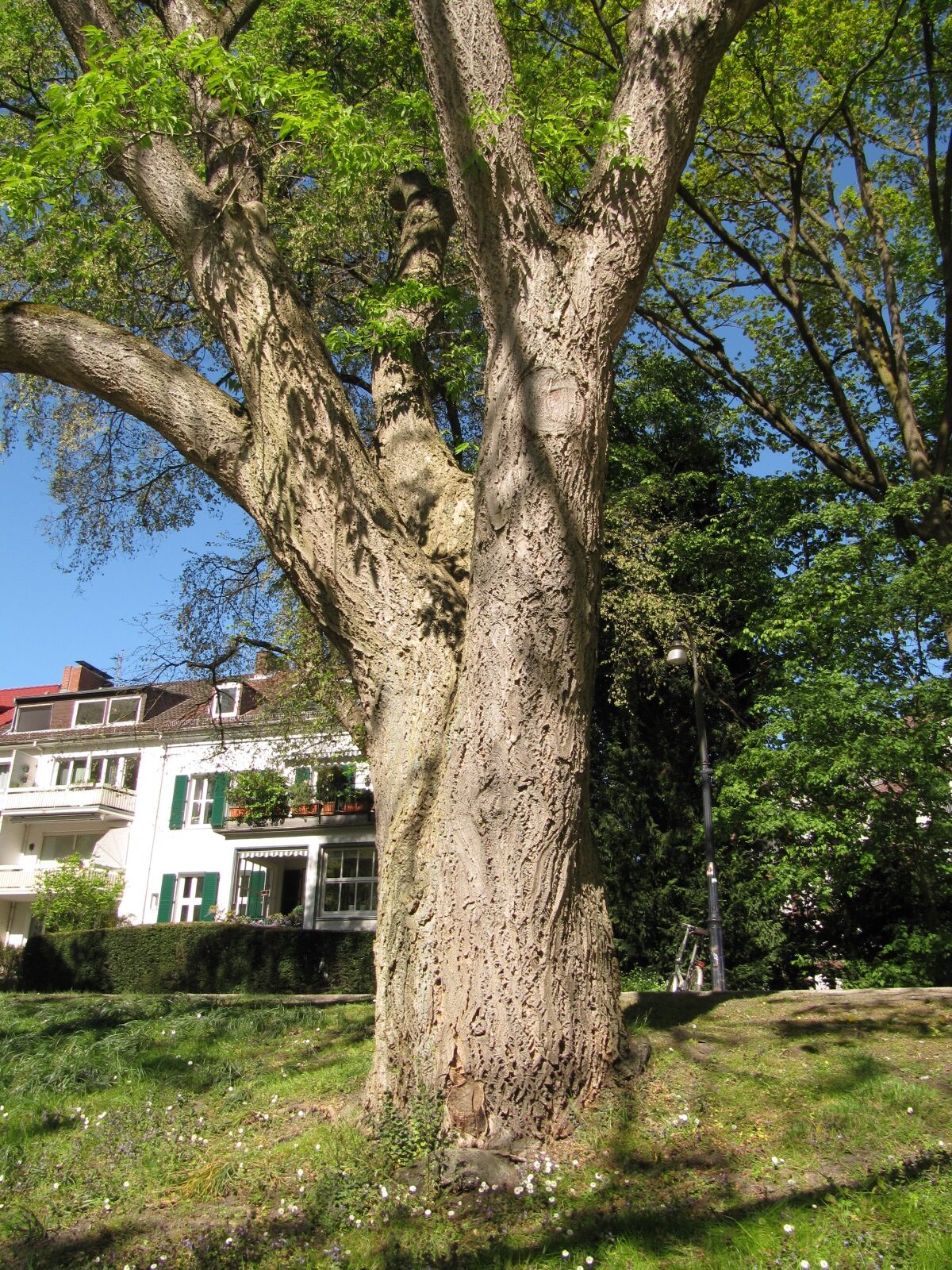 Phellodendron amurense - Bremen-Mitte - Mai 2022